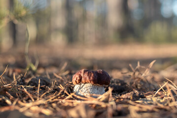 Single mushroom Boletus pinophilus, commonly known as the pine bolete or pinewood king bolete growing in the forest