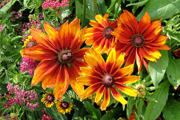 Red and orange Rudbeckia, black eyed Susan or gloriosa daisy,  ‘chocolate orange’ and ‘autumn colours’ in flower