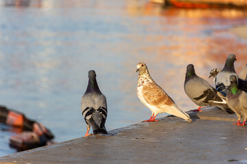 Pigeons on the pier in Bur Dubai.