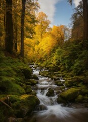 autumn forest stream