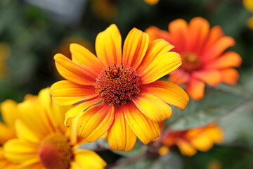 Red, orange, and yellow Heliopsis helianthoides, also known as oxeye sunflower or ox eye daisy ‘Bleeding Hearts’ in flower.