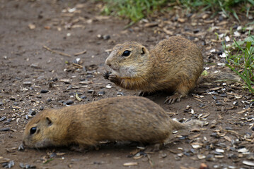 ground squirrel eating