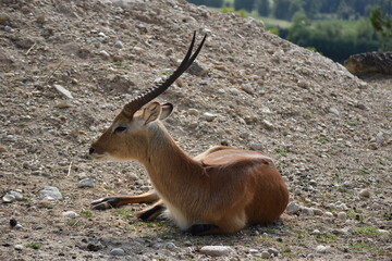 Cervo
