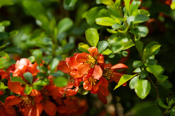 Closeup of a deciduous spiny shrub, Chaenomeles flowering on a spring day in a garden in Estonia, Northern Europe