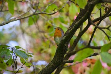 European robin is perching on a twig on the autumn day