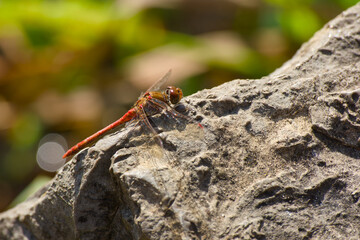 dragonfly sitting on the rock in the sunlight close-up
