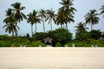 Snow-white beach with palm trees in the Maldives