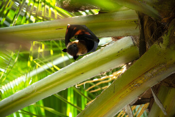Flying fox hiding in the branches of a tree in the Maldives