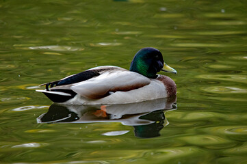 Seitenansicht eines Erpels mit Spiegelung