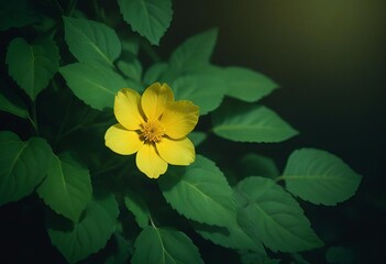 yellow flower in the garden