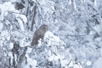 A bird of prey, Ural owl perched on a snowy branch on a winter day in Estonia, Northern Europe	
