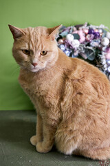 beige cat sitting on a green background