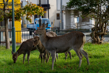 deers in town in Hokkaido japan