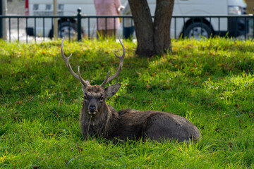 deers in town in Hokkaido japan