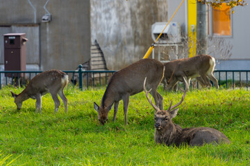 deers in town in Hokkaido japan