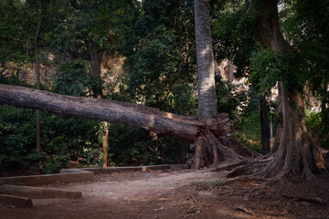 Majestic Fallen Tree: Nature's Resilience in the Heart of the Forest