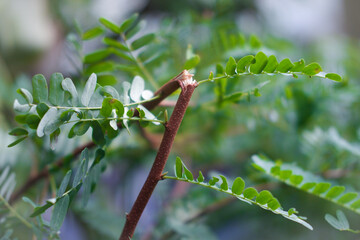 Broken Tamarind Branch: Nature's Resilience Amidst Fragility