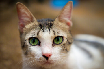 Captivating Cat Gazing into the Lens: A Perfect Moment of Feline Curiosity