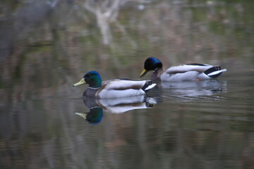 Obraz premium Wild ducks swimming in a forest reservoir. In the forest complex of the Świętokrzyskie Mountains, in an unused quarry, there is a reservoir called Kamionka, dominated by beautiful wild flora and fauna