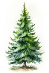 Obraz premium Christmas Tree christmas tree plant.