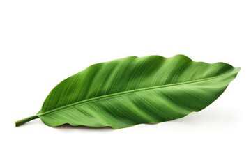 Obraz premium Banana leaf plant white background freshness.