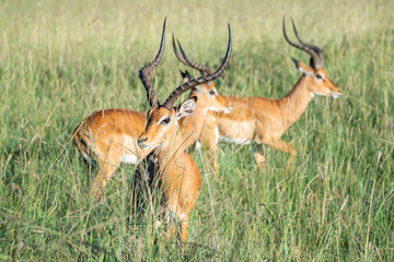 A herd of antelope standing in a lush grassy field, Nairobi National Park, Kenya