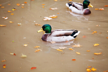 Two male mallard ducks on milky muddy water with autumn leaves floating 