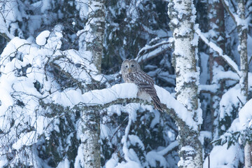A bird of prey, Ural owl perched on a snowy branch on a winter day in Estonia, Northern Europe	