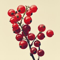 Red currants are depicted sleek minimalist style plain white backdrop showcasing their glossy forms and vivid red hue clean and stylish manner.