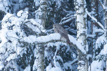 A bird of prey, Ural owl perched on a snowy branch on a winter day in Estonia, Northern Europe	
