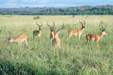 A herd of antelope standing in a lush grassy field, Nairobi National Park, Kenya