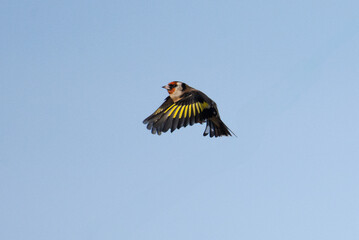 Colorful Bird In Flight Against Sky Backdrop Paints An Enchanting Picture