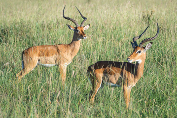 A herd of antelope standing in a lush grassy field, Nairobi National Park, Kenya