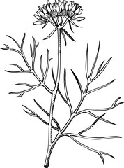 Cumin plant sketch. Kitchen spice icon. Indian herbs and spices hand-drawn vector illustration. NOT AI generated