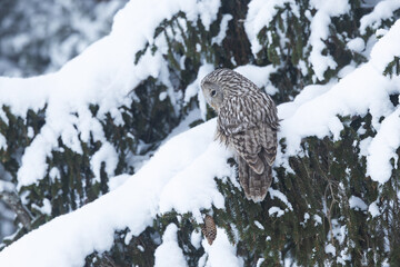 A bird of prey perched on a snowy branch and observing prey on a winter day in Estonia, Northern Europe	