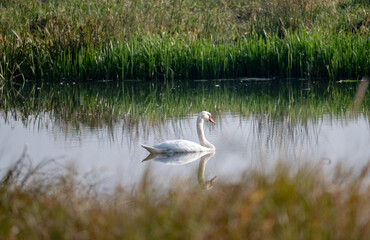 Swan Shoveler Swims In Lake