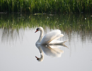 Swan Shoveler Swims In Lake