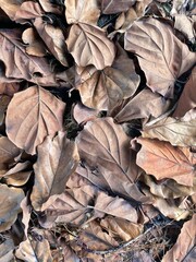 a view of drying leaves