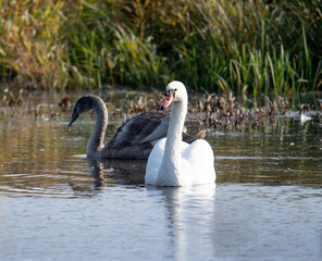 Family Swan Dipper In Lake Paints Serene Picture Of Nature'S Harmony