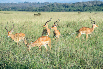 A herd of antelope standing in a lush grassy field, Nairobi National Park, Kenya