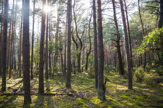 Natural Parc in Poland