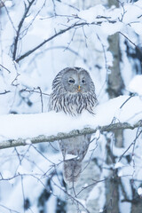 A bird of prey, Ural owl perched on a snowy branch on a winter day in Estonia, Northern Europe
