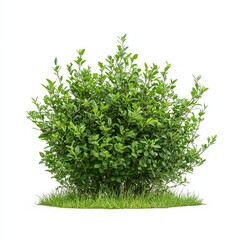 Naklejka premium Green Bush with Lush Foliage Isolated on White Background