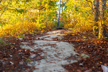 autumn in the forest