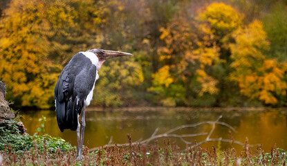 Marabou Stork Stands Against Autumn Trees Backdrop