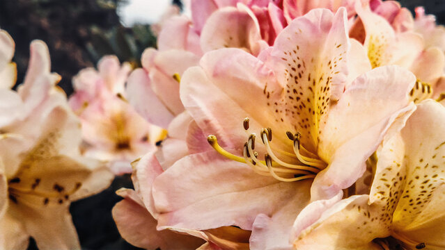 rododendron