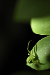 葉の上で獲物を待つクモ。自然の背景素材。