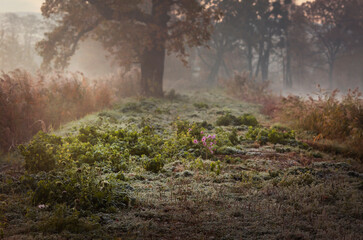 Jesienny, mglisty poranek , szadź, szron, przymrozek.