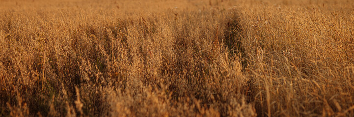 A field of tall grass with a cloudy sky in the background. The sky is a mix of blue and orange, giving the image a warm and peaceful feeling