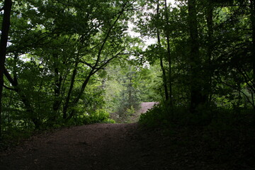 Forest complex in the beautiful nature reserve of the Świętokrzyskie Mountains, forest paths in the vicinity of the city of Kielce.